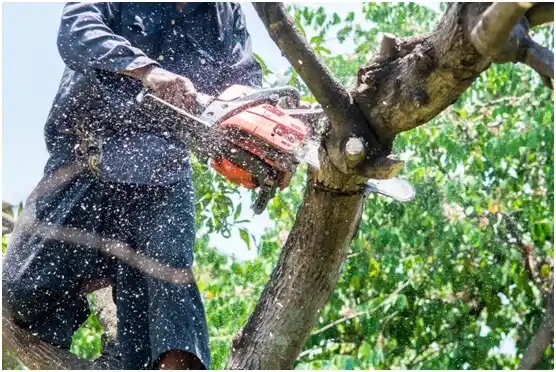 tree services Rossville